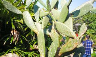 贵州黄果树旅游报价 贵州黄果树旅游报价