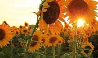 代表暗恋与守护的花 代表暗恋与守护的花